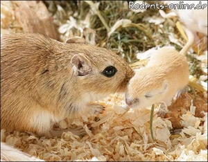 Zauberhafte, handzahme Rennmäuschen Bild 7