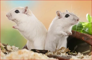 Zauberhafte, handzahme Rennmäuschen Bild 9