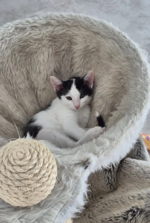 Bengal Mix Kitten weiblich 