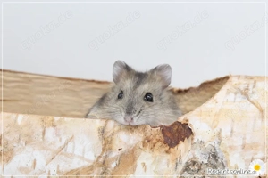 Zauberhafte, zahme Zwerghamster