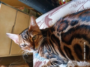 Bengalkatze 