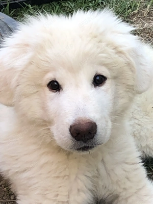 Pyrenäenberghund   Maremmano