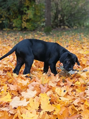 Suche liebevolles zuhause 