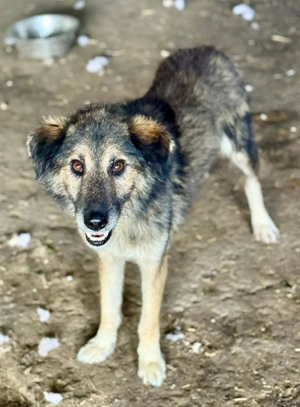 Wer hat ein Herz für Mortimer?