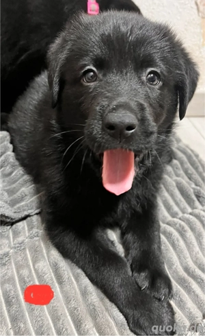  Sheprador ( Labrador+ Weißer Schäferhund) 