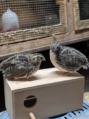 Legewachteln Wachteln