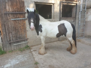 Ein wirklich toller Kumpel 