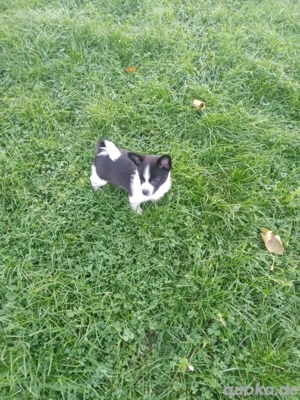 Pomchi pomeranian yorkshire terrier Mix