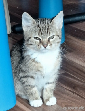 Kätzchen zu vermitteln