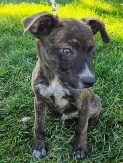 Welpe *PIRIO* - aufgeschlossen, fröhlich, aktiv und verspielt