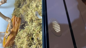 Kornnatter zu verkaufen inkl. Terrarium + Ausstattung