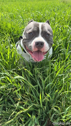 Deckrüde American Bully Pocket