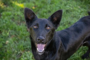 *ROMINA* die Junghündin sucht eine Familie mit einem Für-immer-Körbchen