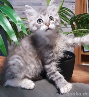 Maine Coon Kitten