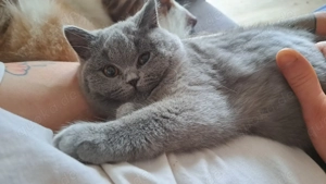 Britisch kurzhaar blau mit Stammbaum weiblich