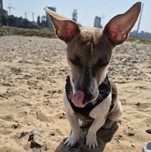 Jack russel Welpen  Weibchen