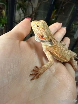 0.0.1 Bartagame leatherback NZ'25