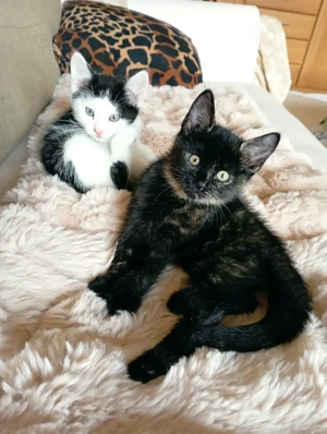 Luna sucht ein liebevolles Zuhause