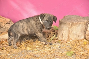 Wird Ximena bei dir das liebevolle Zuhause finden, in dem sie ihr Herz ganz öffnen darf? Bild 2