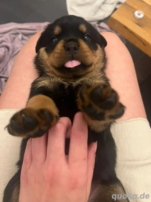 Rottweiler Welpen Männchen und Weibchen