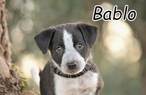 Bist du bereit, Bablo auf seinem Weg ins Leben zu begleiten und ihm ein liebevolles Zuhause zu schen