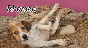 Wird Rhomeo dein Herz erobern und bei dir das Zuhause finden, nach dem er sich so sehr sehnt?