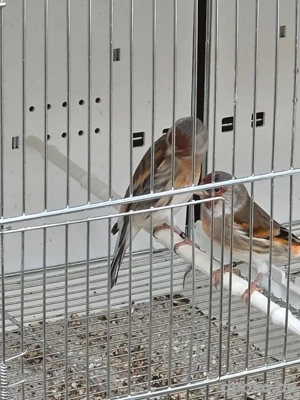 Mischling zu verkaufen 