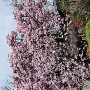 Junge Familie, 3-köpfiig sucht dringend händeringend Wohnung zum 01.01.2025