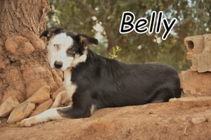 Möchtest du Belly zeigen, wie schön das Leben an der Seite eines Menschen sein kann. Bild 1