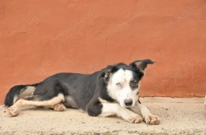 Möchtest du Belly zeigen, wie schön das Leben an der Seite eines Menschen sein kann. Bild 3