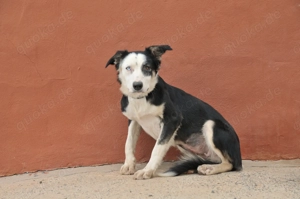 Möchtest du Belly zeigen, wie schön das Leben an der Seite eines Menschen sein kann. Bild 4