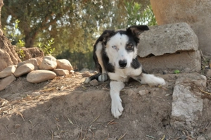 Möchtest du Belly zeigen, wie schön das Leben an der Seite eines Menschen sein kann. Bild 5