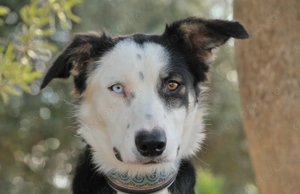 Möchtest du Belly zeigen, wie schön das Leben an der Seite eines Menschen sein kann. Bild 2