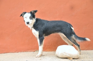 Möchtest du Belly zeigen, wie schön das Leben an der Seite eines Menschen sein kann. Bild 9