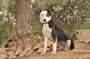 Möchtest du Belly zeigen, wie schön das Leben an der Seite eines Menschen sein kann. Bild 6