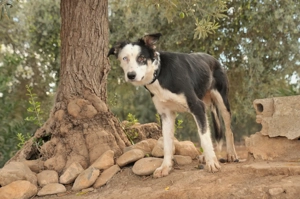 Möchtest du Belly zeigen, wie schön das Leben an der Seite eines Menschen sein kann. Bild 7