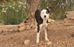 Möchtest du Belly zeigen, wie schön das Leben an der Seite eines Menschen sein kann. Bild 10