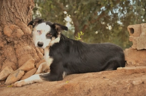 Möchtest du Belly zeigen, wie schön das Leben an der Seite eines Menschen sein kann. Bild 8