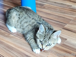 Kätzchen zu vermitteln