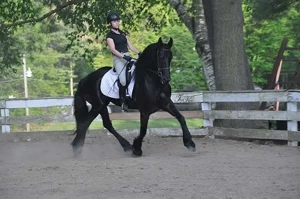 Friesenpferd. bereit für sein neues Zuhause