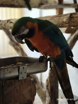 1,0 Hybrid Ara zu verkaufen Bild 2