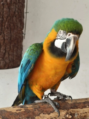 1,0 Hybrid Ara zu verkaufen Bild 3