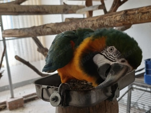 1,0 Hybrid Ara zu verkaufen Bild 4