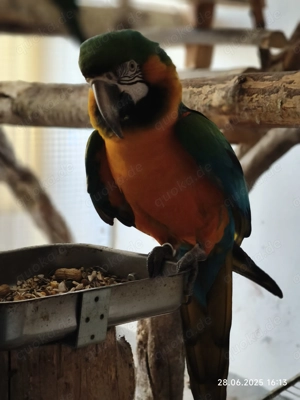 1,0 Hybrid Ara zu verkaufen Bild 5