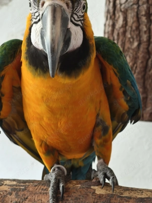 1,0 Hybrid Ara zu verkaufen Bild 6