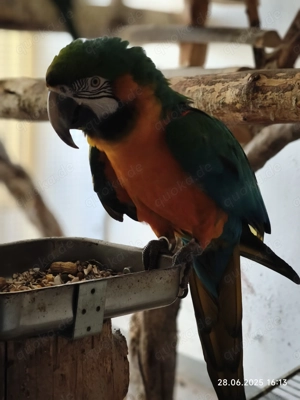 1,0 Hybrid Ara zu verkaufen Bild 7