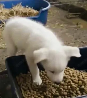 Der kleine Morrison sucht seine Menschen Bild 6