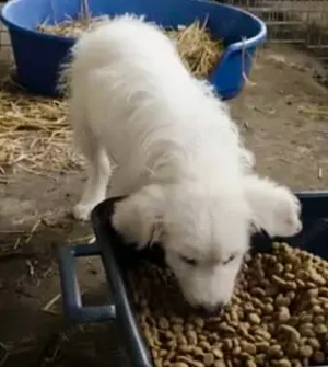 Der kleine Morrison sucht seine Menschen Bild 8