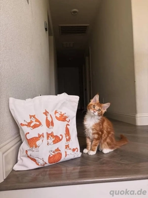 Maine-Coon-Kätzchen