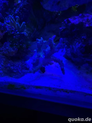5 Lederkorallen (Fingerlederkoralle) Koralle Meerwaser Aquarium